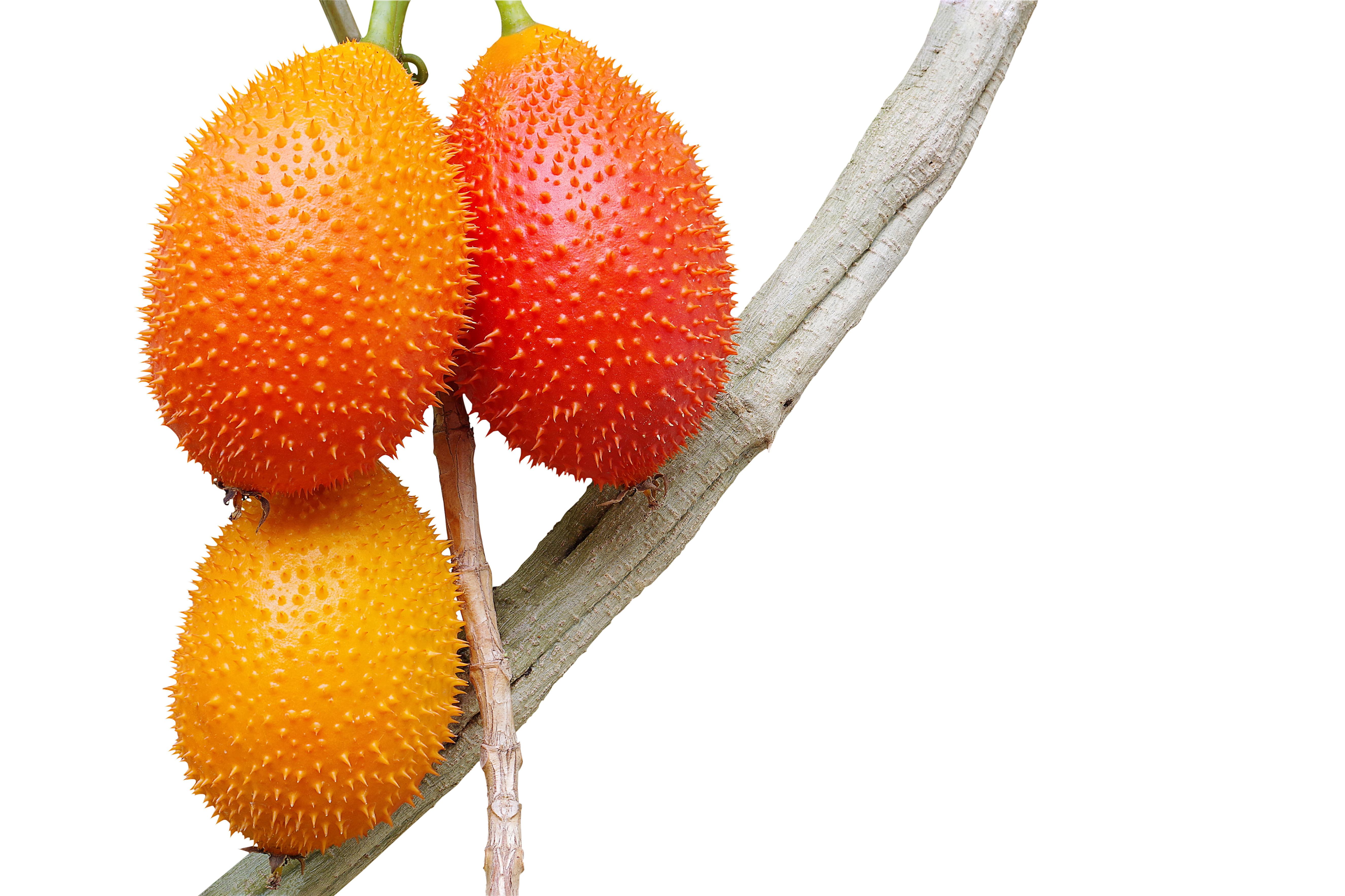 帶刺「橘紅果實」其實名為木鱉果，是一種葫蘆科苦瓜屬的草本植物。（東方IC）