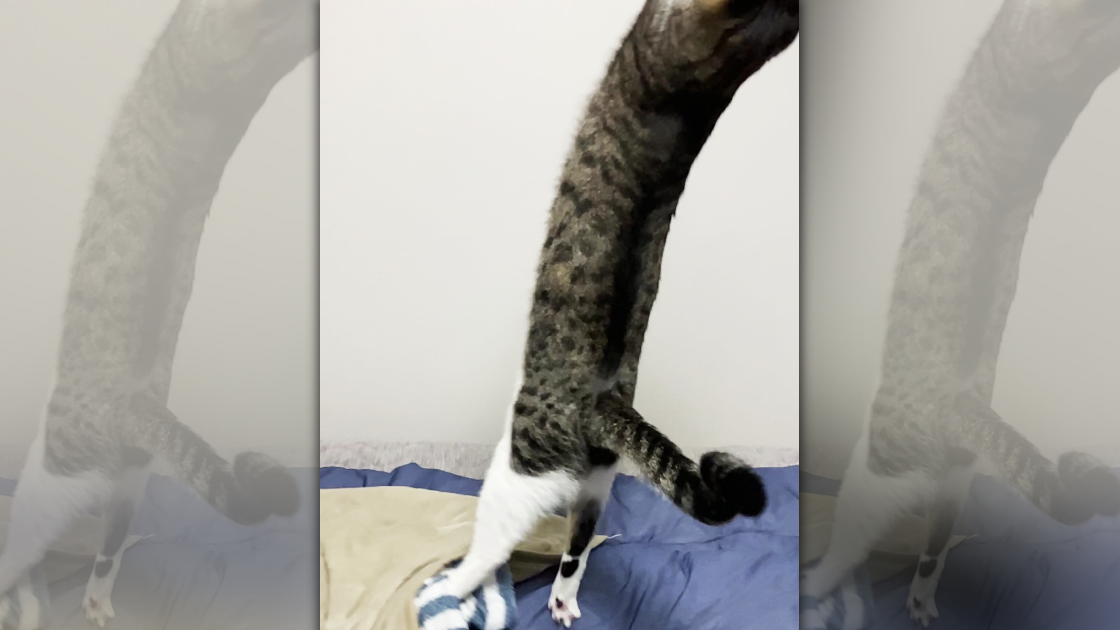 日本一名飼主拍到在玩耍的愛貓,站起的身體長到誇張,連臉都出鏡拍不到,發文笑稱:「等一下牠才會縮回來。」並強調照片無加工後製。(圖片翻攝推特@ginnonekoch)