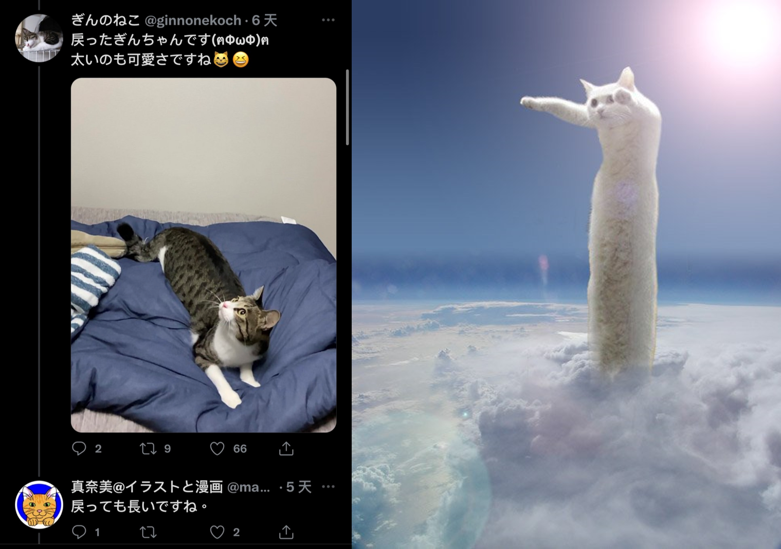 原PO於留言處有分享縮回來的小銀全身照,有網友覺得縮回來也是很長啊。還有人想到知名的貓咪迷因梗圖,身體被拉超長的白貓(右)。(圖片翻攝推特@ginnonekoch)