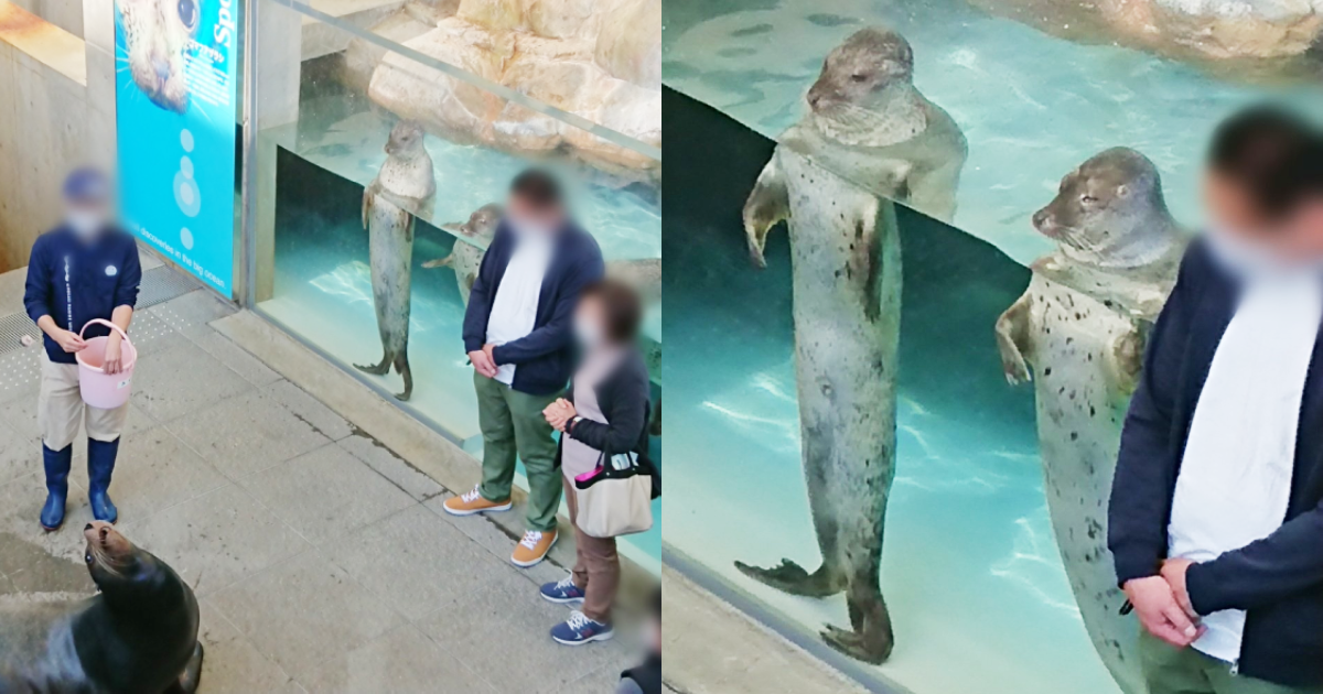 日本城崎海洋世界的近距離海獅餵食秀，被拍到兩隻海豹貼著水槽玻璃，如同旁邊圍觀的遊客一樣站立觀看，逗趣的畫面分享到推特上爆紅。（翻攝推特＠miiya05）