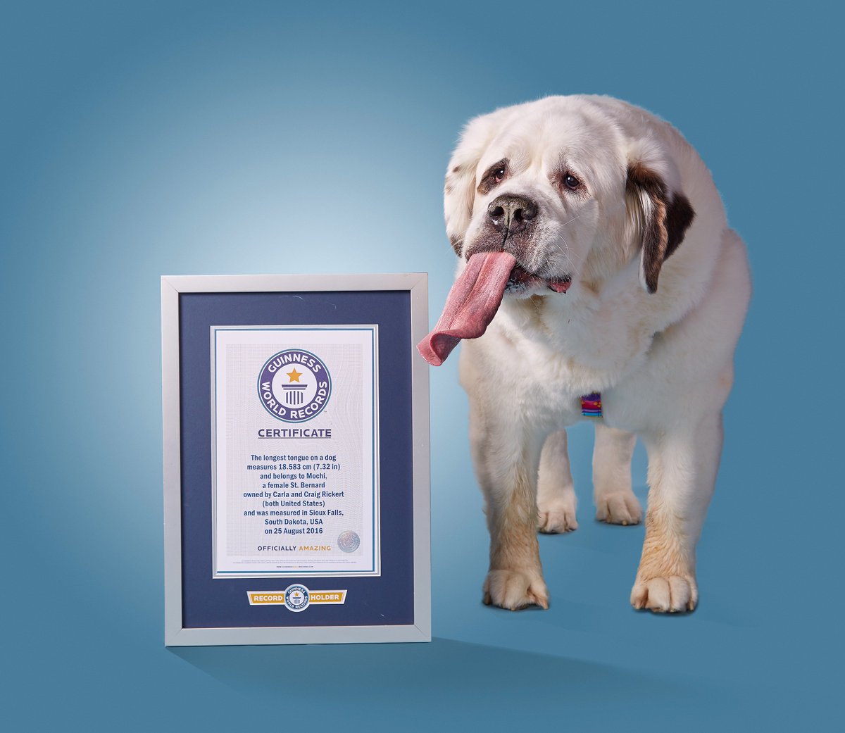 麻糬2017年打破金氏世界紀錄。（翻攝Guinness World Records官網）