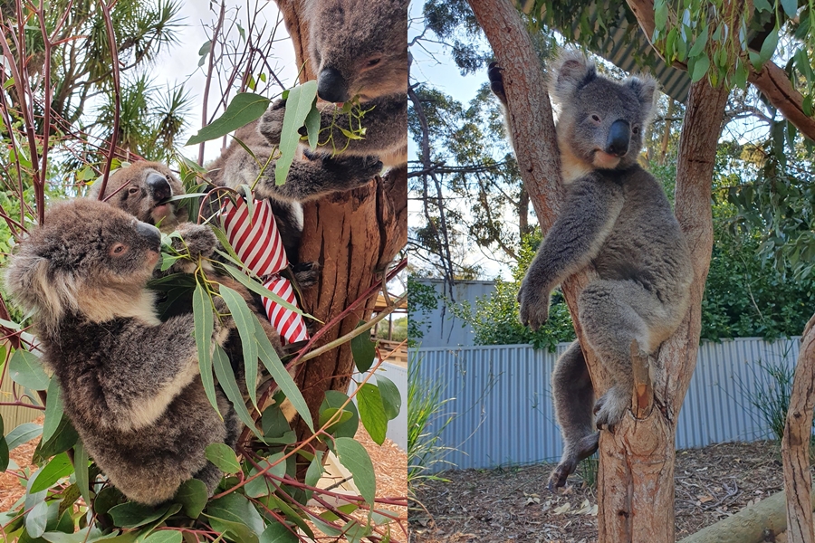 無尾熊是澳洲的國寶級動物，然而近年卻頻傳滅絕危機。（示意圖，翻攝自Kangaroo Island Wildlife Park臉書）
