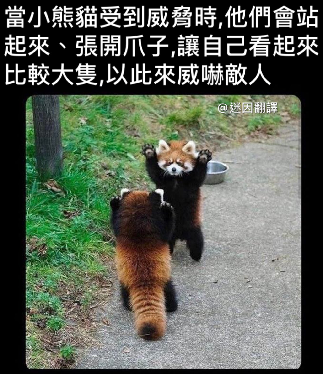 小貓熊為了威嚇敵人,會擺出讓自己身體放大的姿勢,但因模樣太萌而在網路瘋傳成迷因哏圖。(翻攝推特@memetranslation)