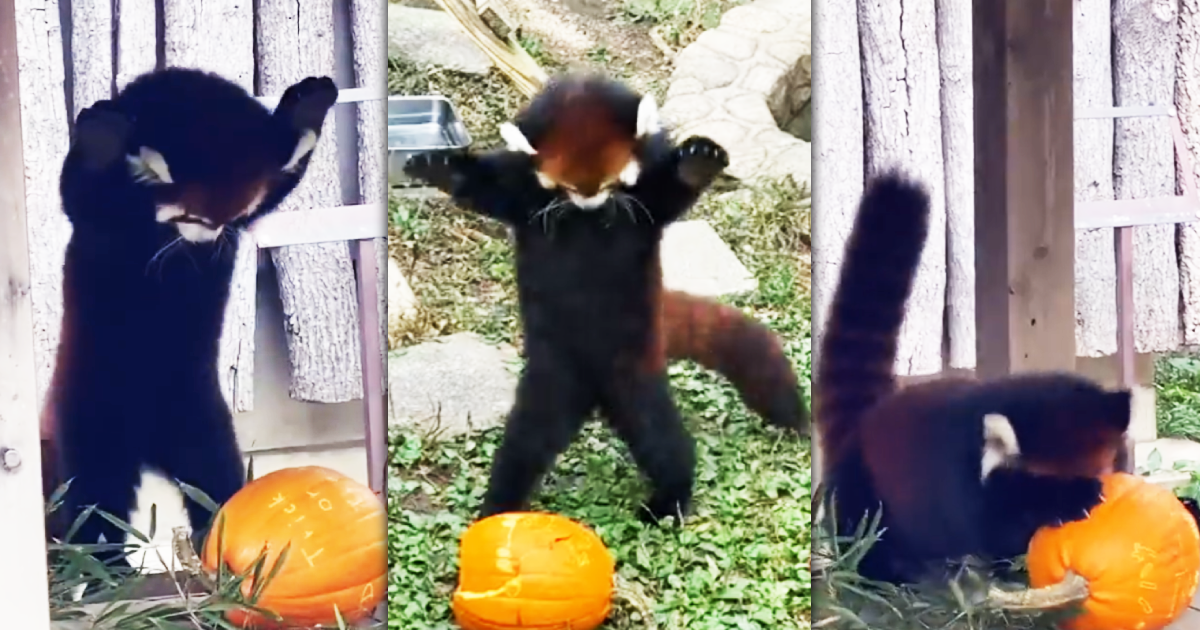 日本神戸市立王子動物園的小貓熊野花,日前被網友拍到二度大戰萬聖節南瓜。(翻攝推特@capylife)