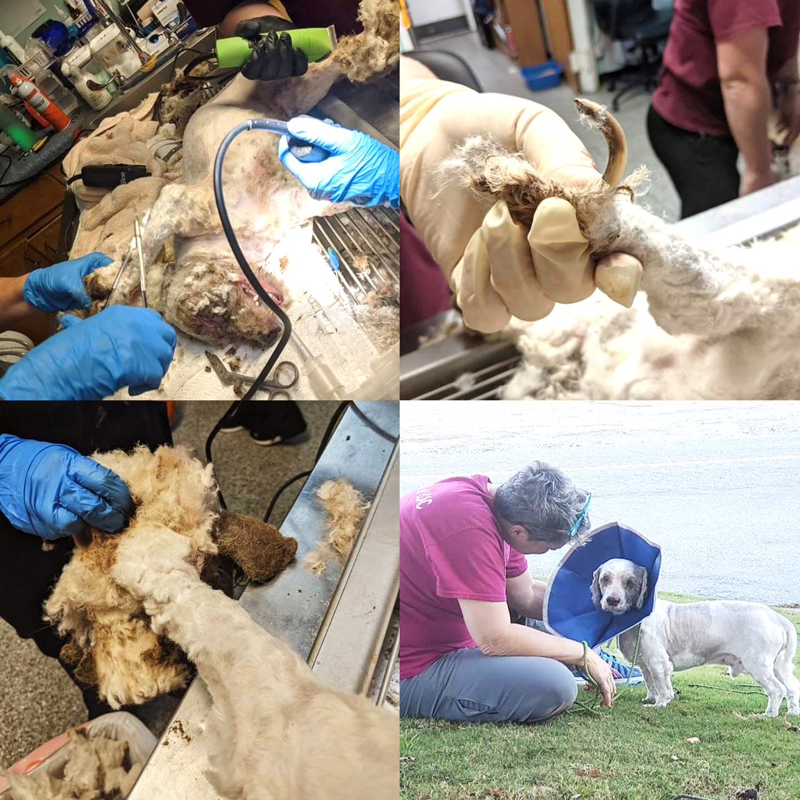 志工將救援畫面分享到臉書引起討論關注,許多網友對狗狗慘不忍睹的狀況感到難過,但看到狗狗重生的樣子也覺得感動溫馨。(翻攝自臉書HEART of LCAC)