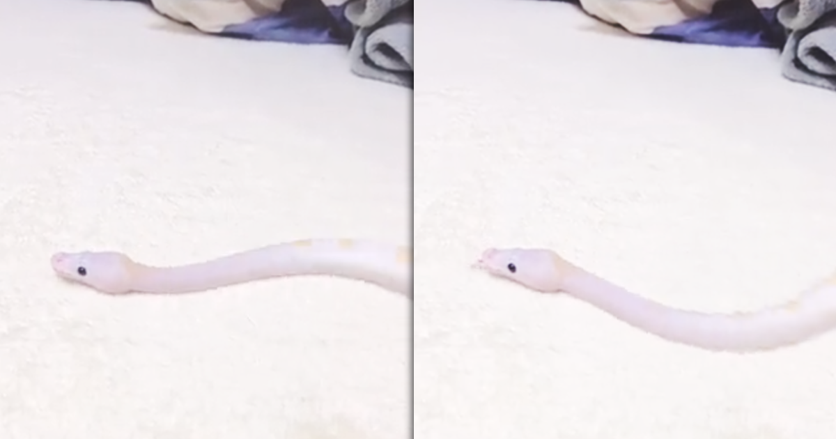 日本一名網友，發現自家寵物蛇在超細纖維材質的地毯上，雖然拼命擺動蛇行但卻無法前進，他拍下影片分享到推特，也引起網友們驚呼與討論。（翻攝推特＠ebihara_ten）