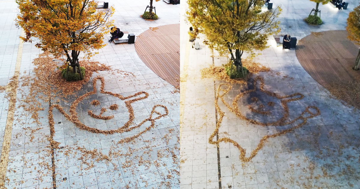在新潟車站的廣場,有網友看到落葉被排成一個大型的兔子,可愛又療癒,稍晚再經過發現有人接力創作,補上兔兔的下半身。(翻攝推特@ryo_hashittekuu)