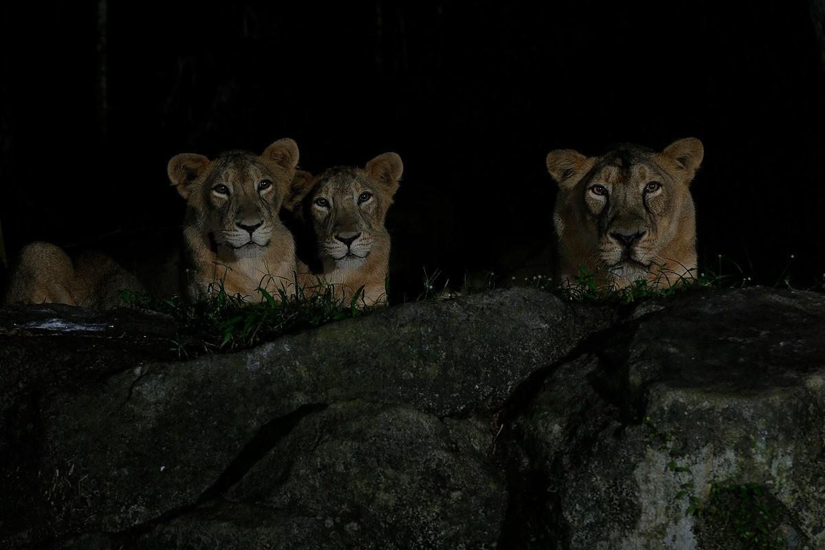 新加坡夜間動物園內的獅子,日前驚傳確診消息。(翻攝Singapore Night Safari IG)