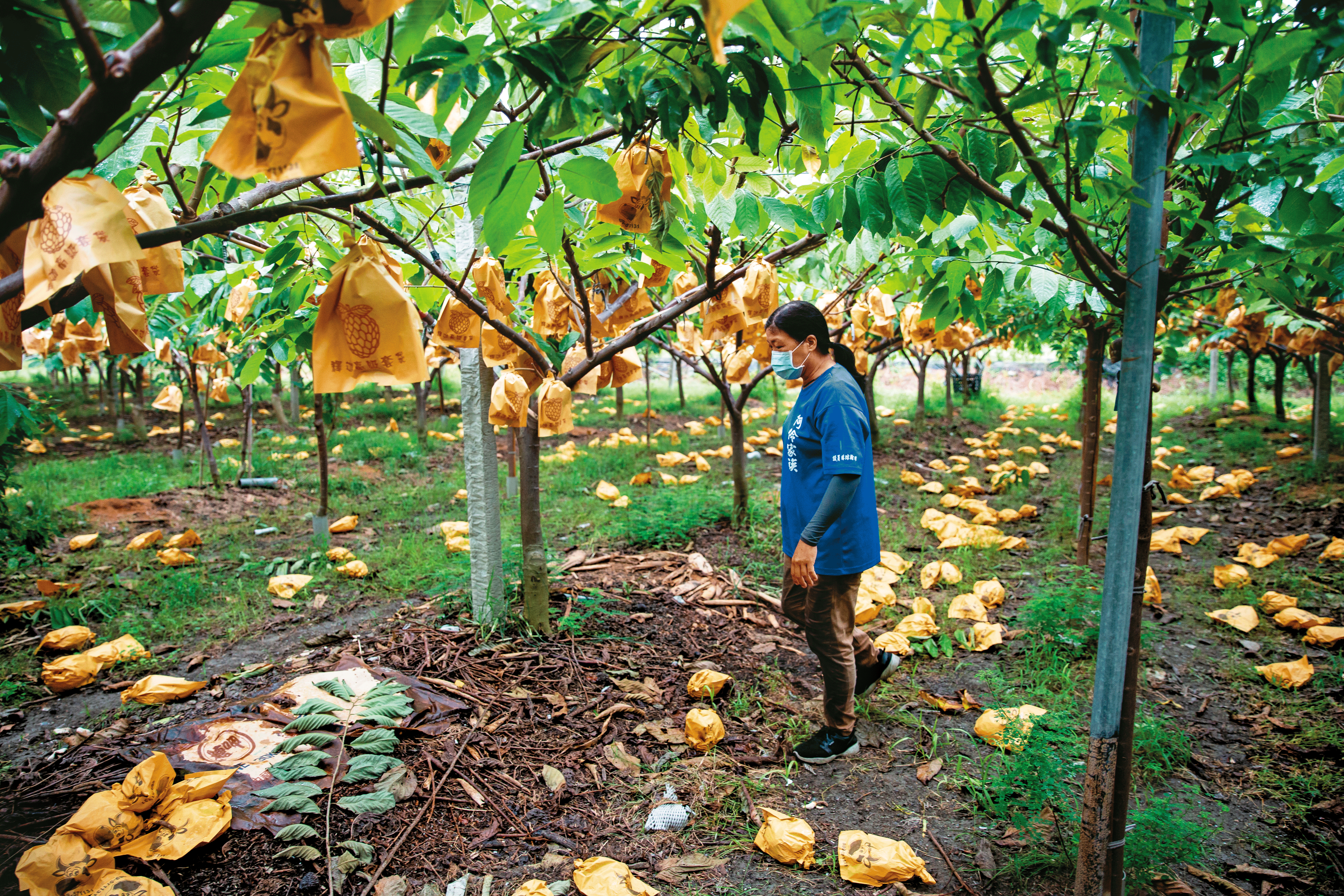 10月初圓規颱風影響東台灣，台東連日泡在大雨中，釋迦果樹因根部吸收過量水分，果實紛紛掉落，但對農民而言，今年釋迦無法外銷中國，就算豐收，也無處可賣。
