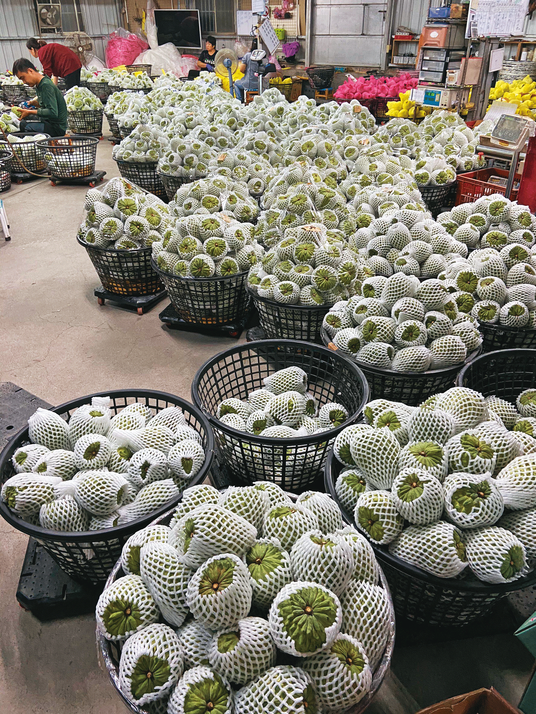 台東是鳳梨釋迦主要產地，一年產量超過2.5萬噸，主要銷往中國。（林沛縈提供）
