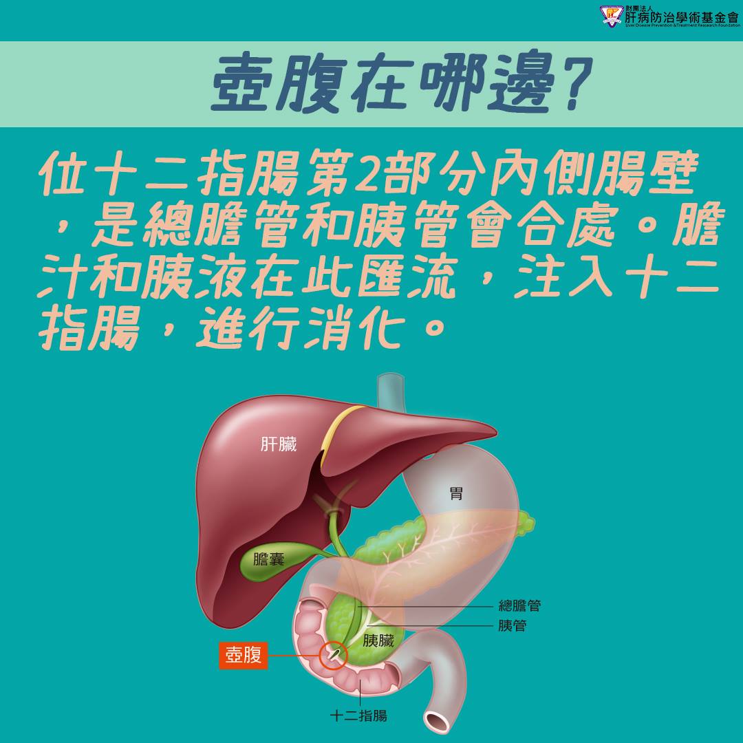壺腹的位置在器官交接處,動手術的困難相當高。(翻攝自肝病防治基金會網站)