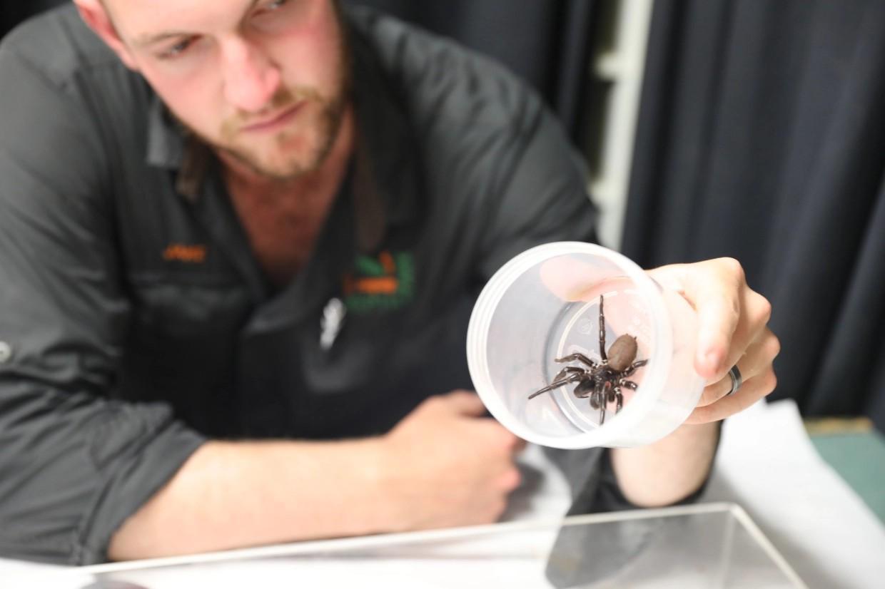 澳洲今年爆發蜘蛛危機,相關當局已對市民發出警告。(翻攝Australian Reptile Park Facebook)
