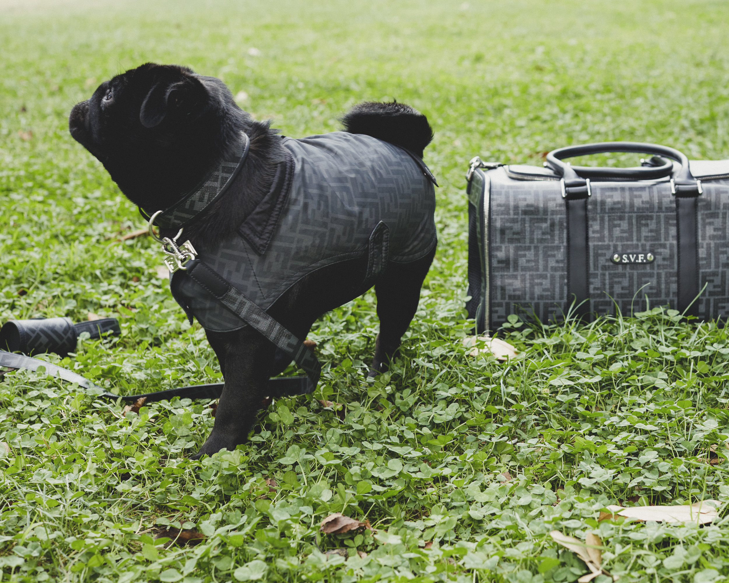 FENDI推出寵物旅行用品系列，滿布的FF logo很能滿足主人的時尚心。（FENDI提供）