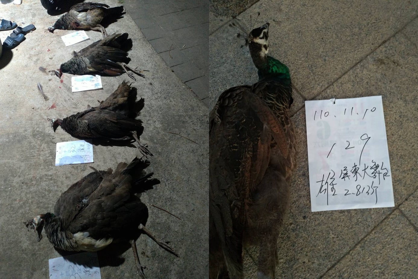 潘小姐表示，自己購買的2隻藍孔雀共花費3,000元。（潘小姐提供）