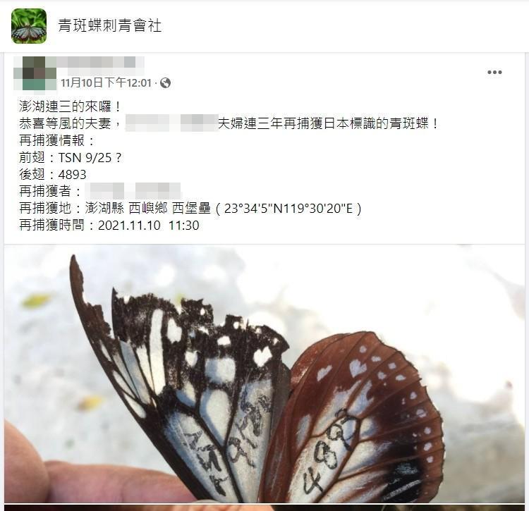 近日有一隻來自日本富山縣的青斑蝶,一共飛行長達2,277公里的距離到澎湖,引發民眾驚嘆。(翻攝自青斑蝶刺青會社)