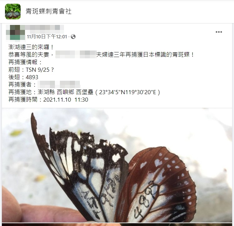 近日有一隻來自日本富山縣的青斑蝶，一共飛行長達2,277公里的距離到澎湖，引發民眾驚嘆。（翻攝自青斑蝶刺青會社）