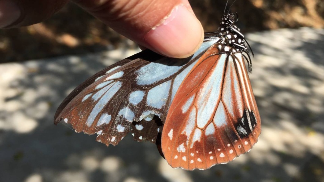 近日有一隻來自日本富山縣的青斑蝶，一共飛行長達2,277公里的距離到澎湖。（翻攝自青斑蝶刺青會社）