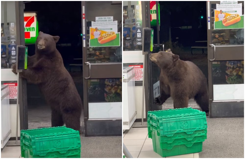 加州的一間小七近日有棕熊出沒。（翻攝fmunna83pk抖音）