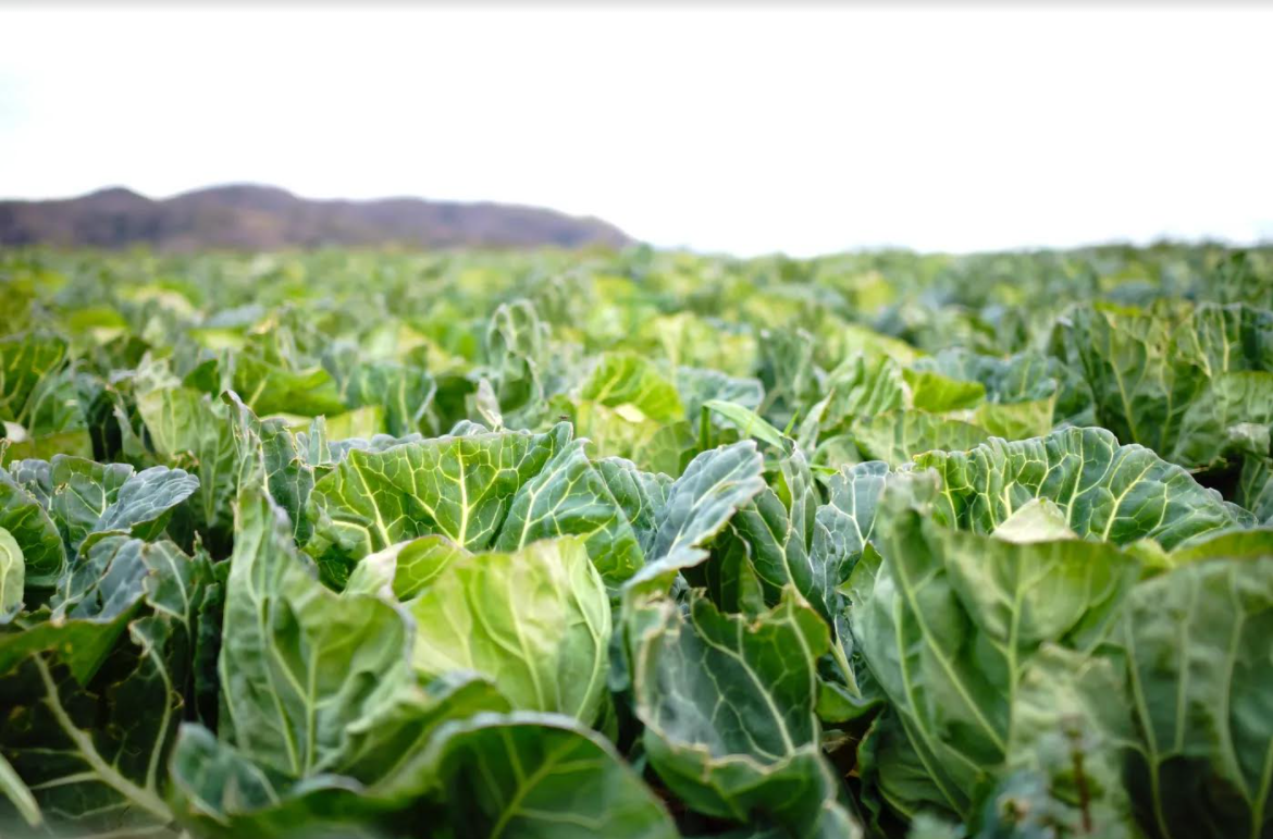 路邊的高麗菜長太醜，竟被阿公阿嬤當成棄菜，興高采烈組團偷光光。（示意圖 pakutaso）