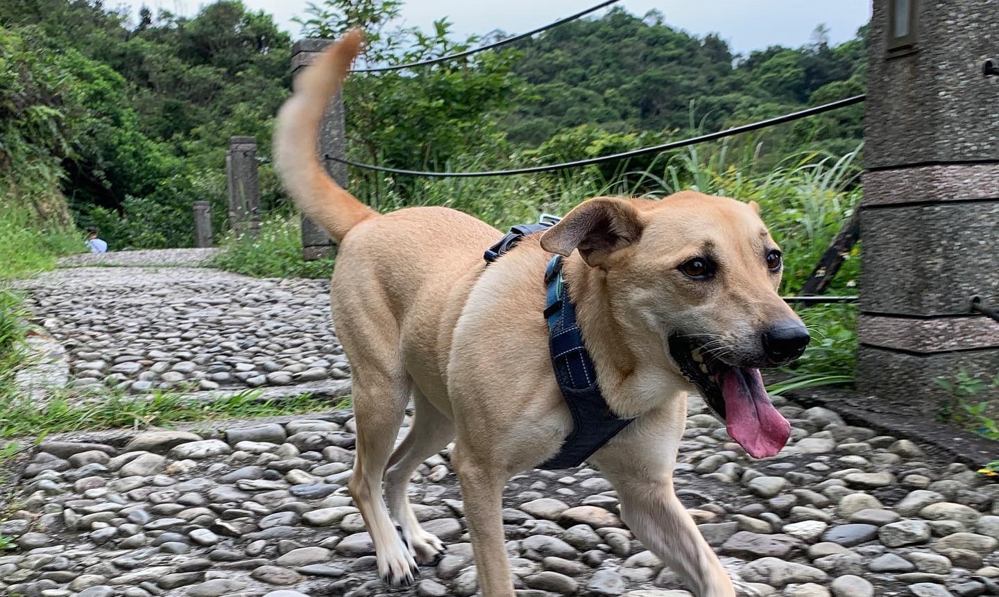 法國自2024年起，禁止寵物店展示並販售貓狗。（讀者提供）