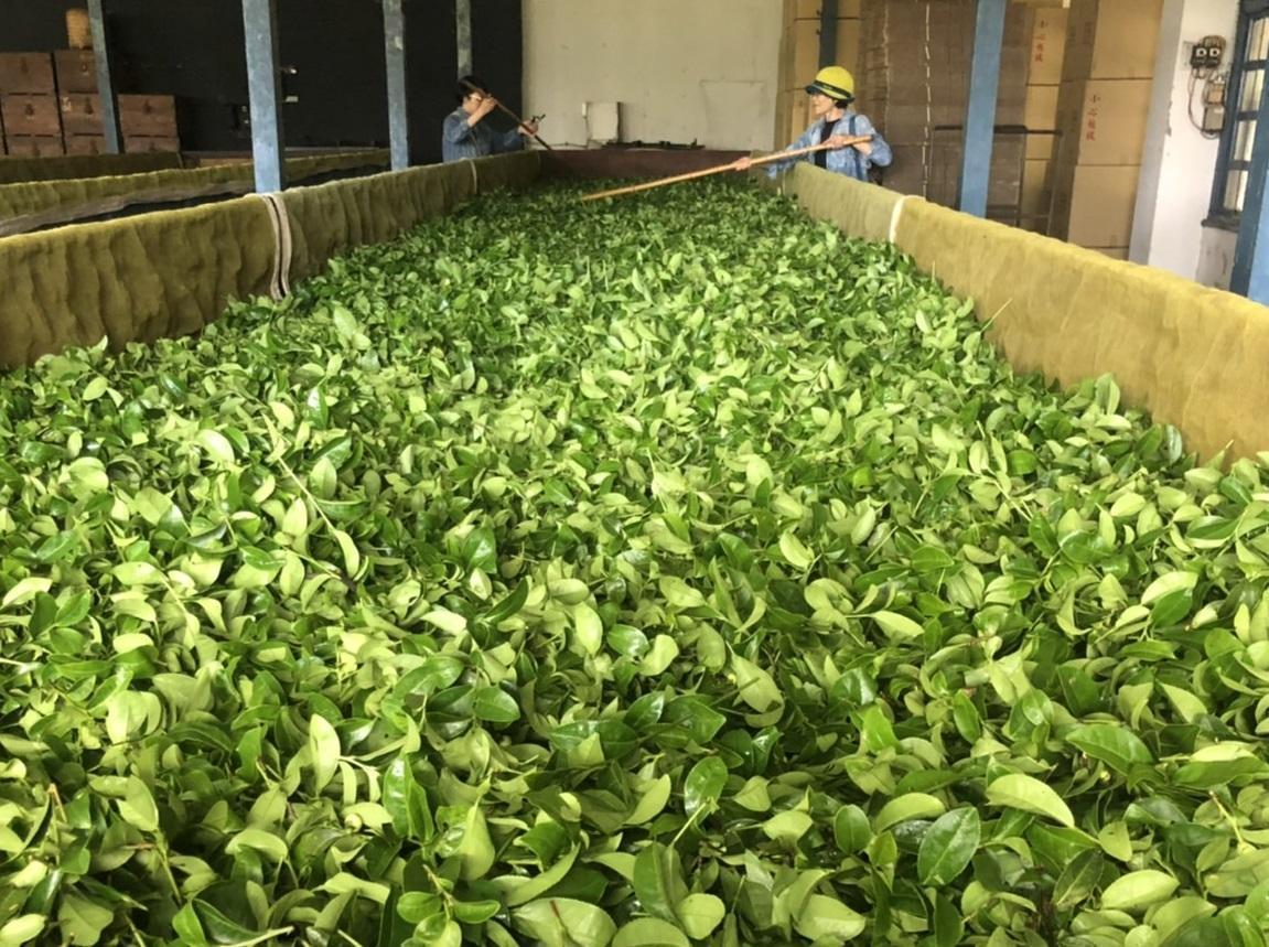 製作人徐青雲(右)與湯昇榮親赴南投縣日月老茶廠,整理隔天拍戲所需的茶葉。(湯昇榮提供)