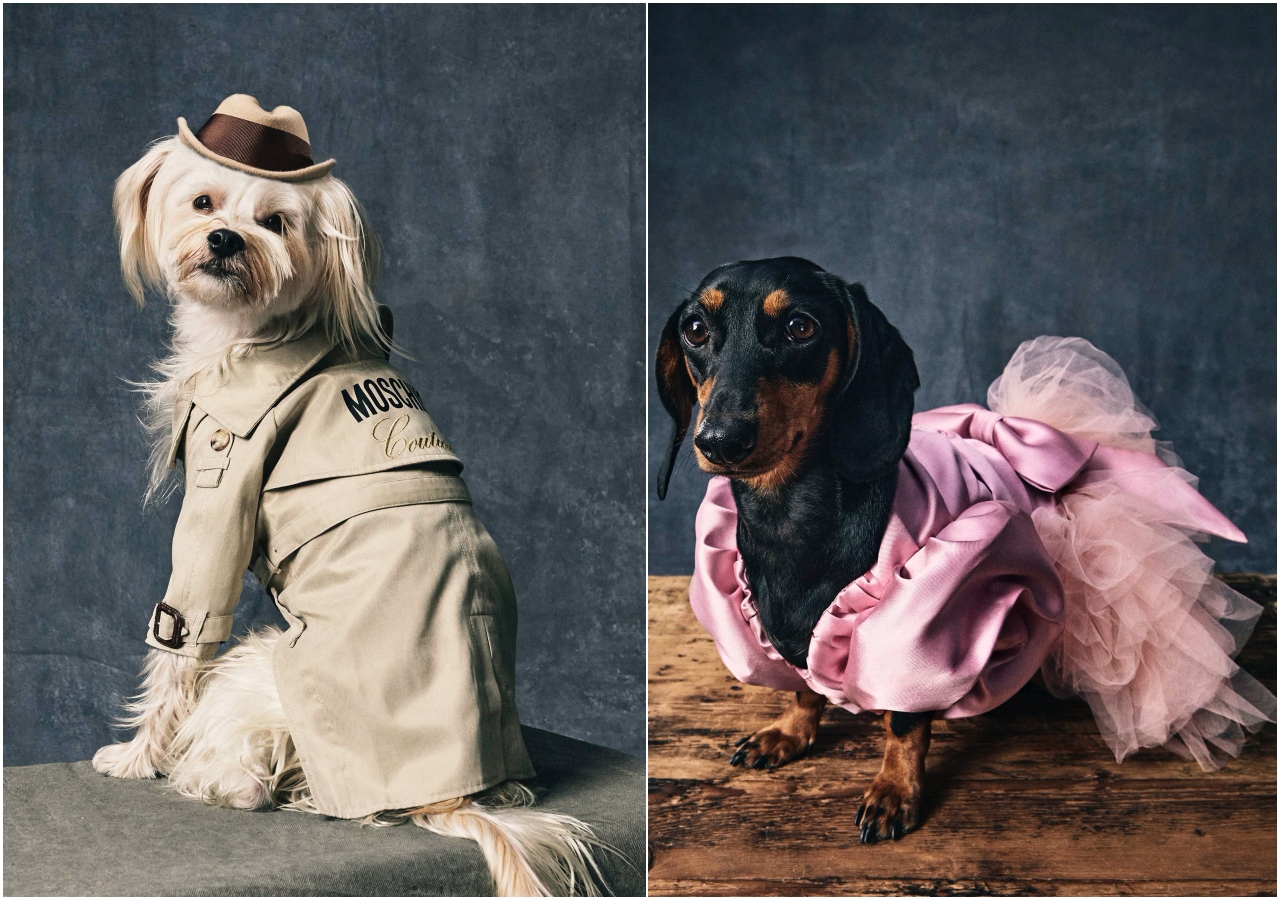 MOSCHINO寵物系列讓不同個性的狗狗都可以找到屬於自己的一套潮服。（藍鐘提供）