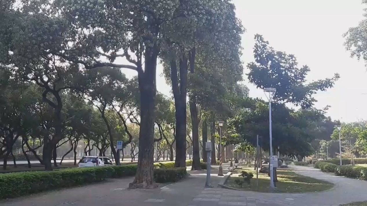 民眾抗議，路上都有像是排放廢氣的濃濃臭味，其實那是「黑板樹」的氣味。