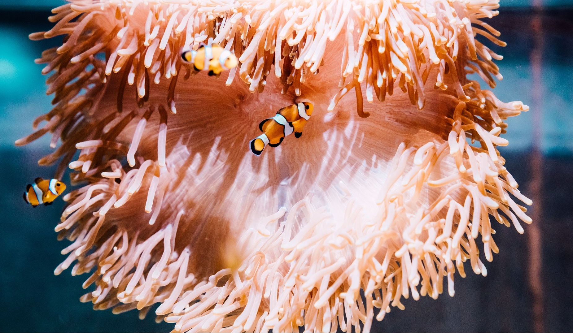 屏東海生館今年冬季全新活動《璀璨之海：共生的海洋日常》，帶領大家認識共生海洋生物：小丑魚與海葵共生的海洋日常。（屏東海生館提供）
