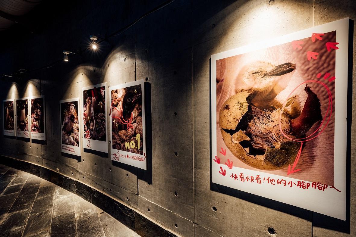 屏東海生館首度公開今年新生企鵝寶寶的珍貴畫面。（屏東海生館提供）