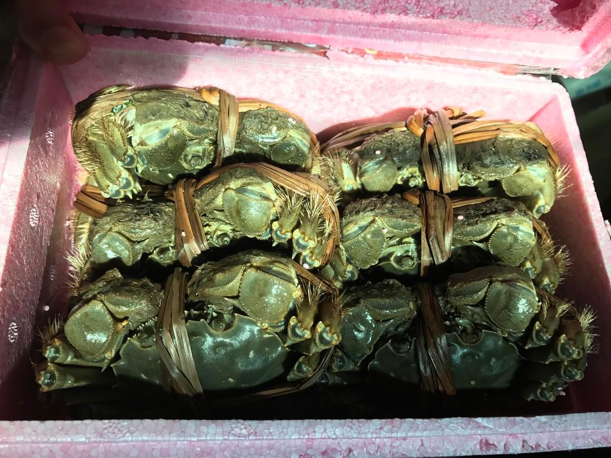 英國研究指出螃蟹擁有「強烈感覺」，未來將受當地《動物福利法》保護。（本刊資料照）