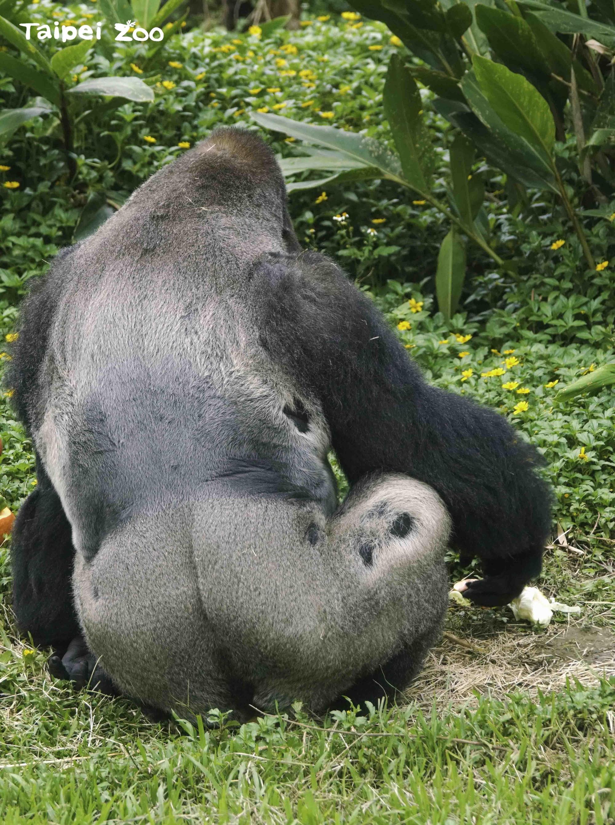 公猩猩迪亞哥腰部及腿部的毛遭Iriki拔掉。(台北市立動物園提供)
