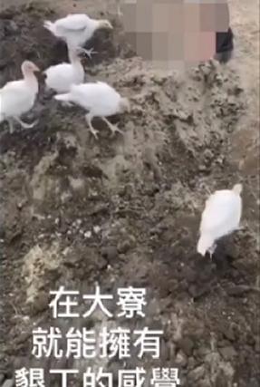 女子遭活埋後，許多雞隻在現場亂竄。（翻攝IG）