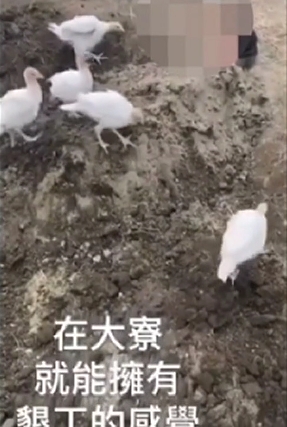 女子遭活埋後，許多雞隻在現場亂竄。（翻攝IG）