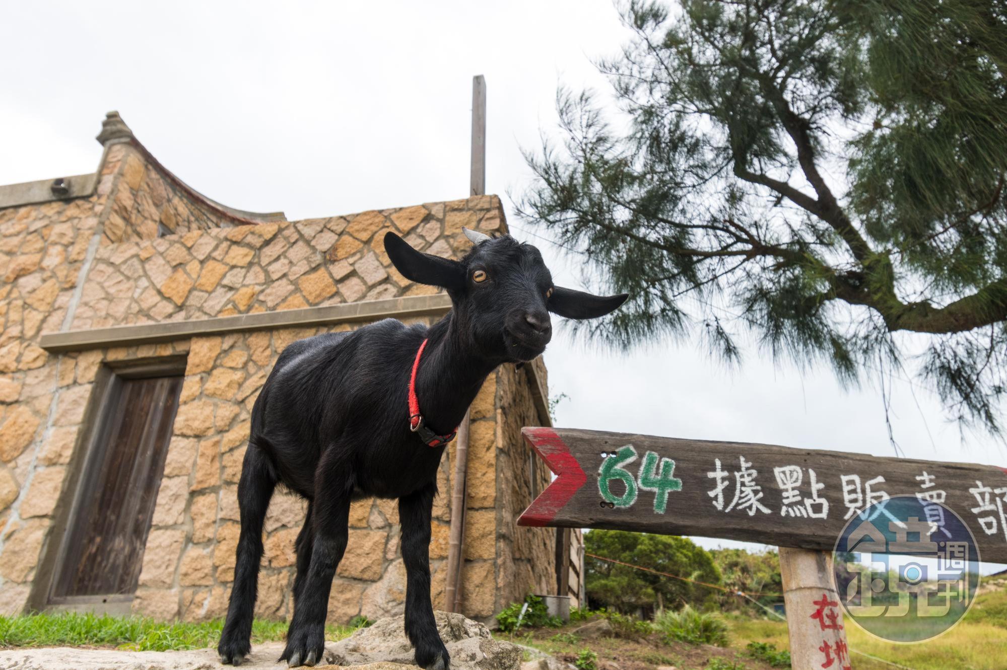 東莒島上有許多放養的山羊,有些是村民養的寵物。