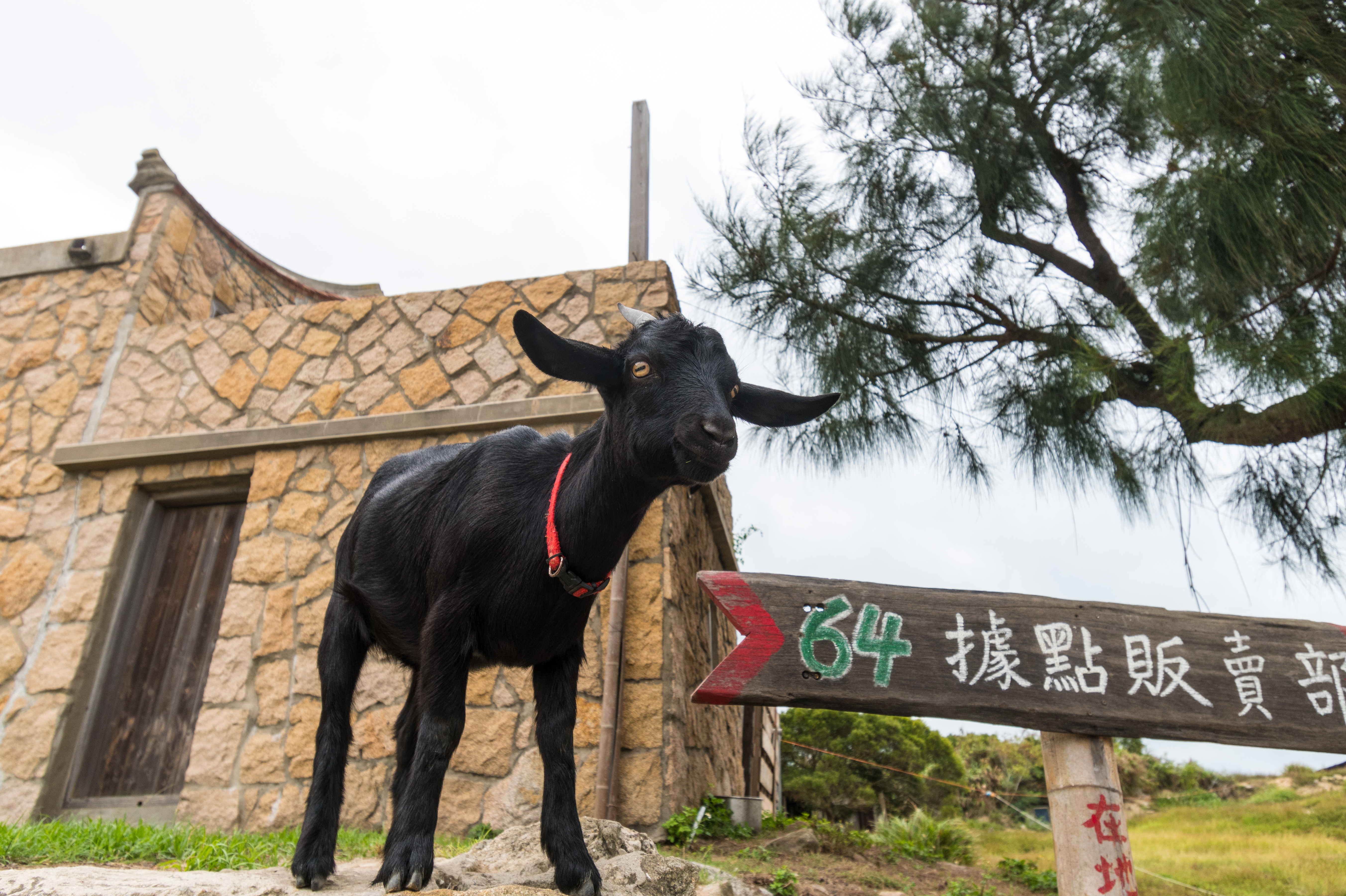 東莒島上有許多放養的山羊，有些是村民養的寵物。