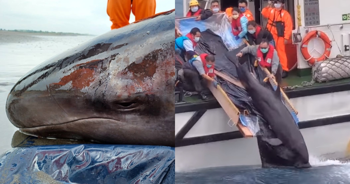 擱淺偽虎鯨「亮鯨鯨」今日成功野放。（翻攝自中華鯨豚協會臉書）