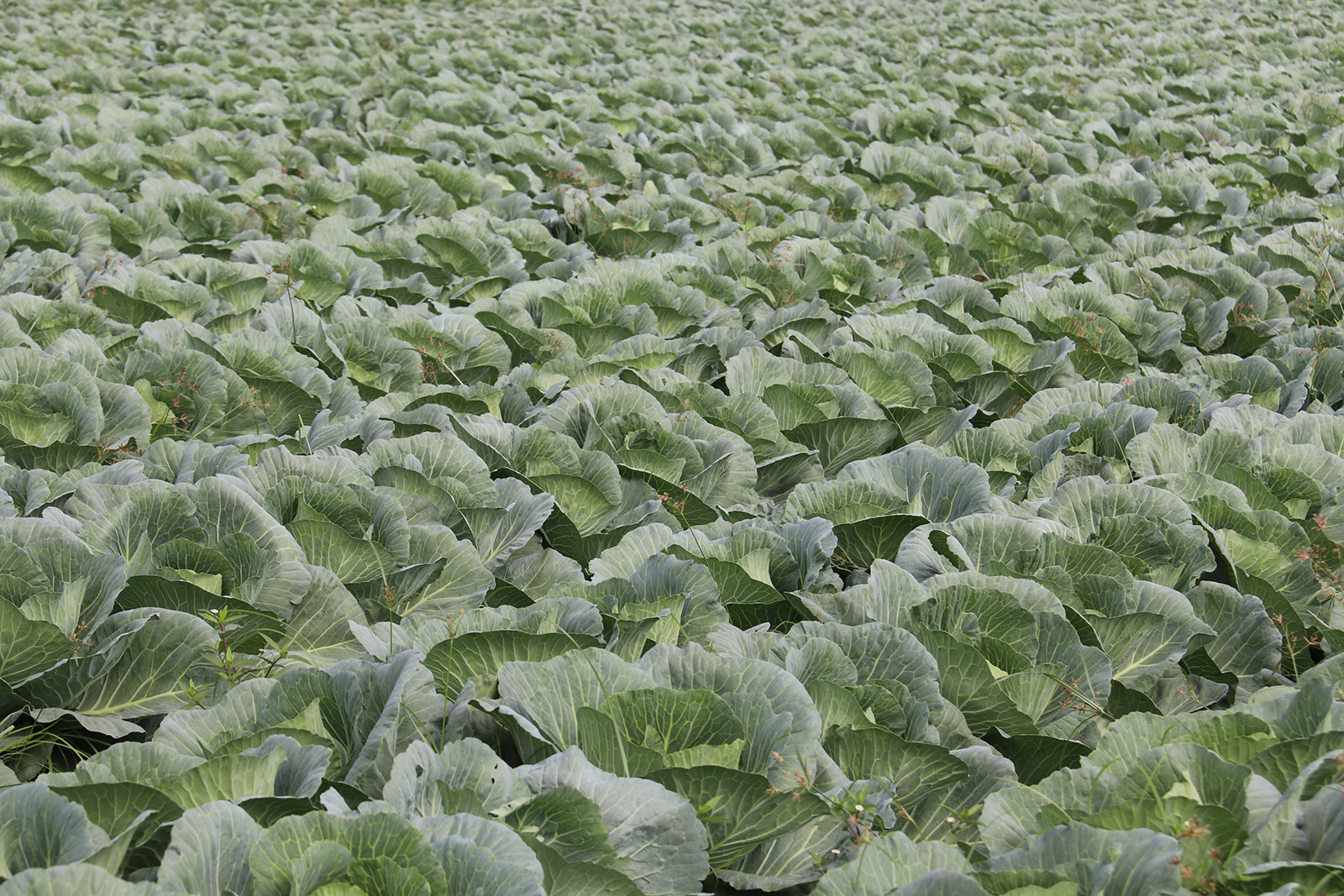 農委會農糧署今呼籲農民別再超種高麗菜，分散風險以確保合理收益。（農糧署提供）