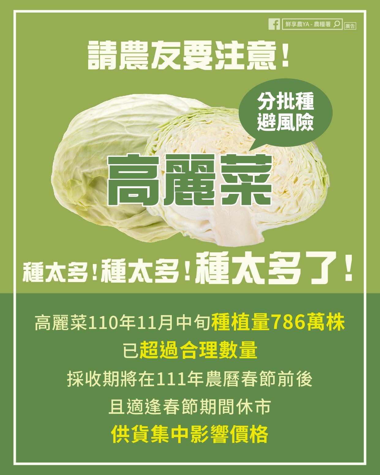 農委會農糧署今呼籲農民別再超種高麗菜,分散風險以確保合理收益。(農糧署提供)