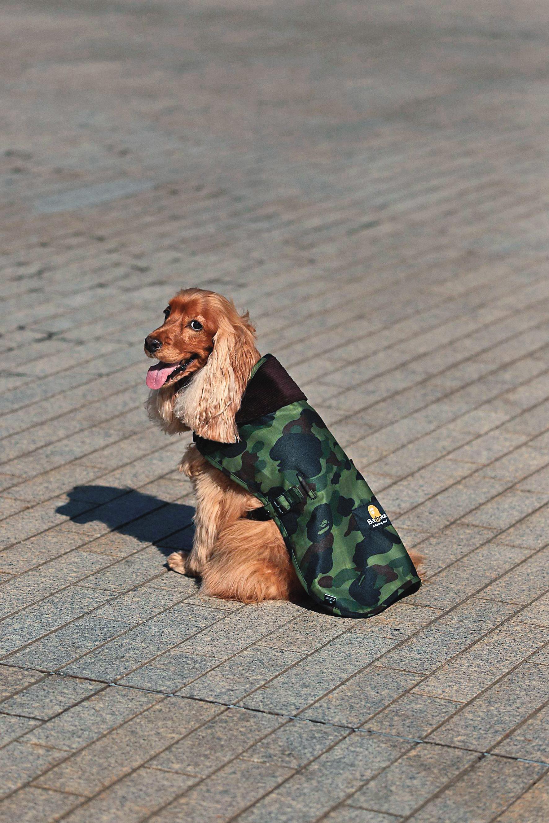 頸部以魔鬼氈黏扣固定的Barbour x BAPE膠囊系列Dog Coa。NT$3,800(台灣八木通商提供)