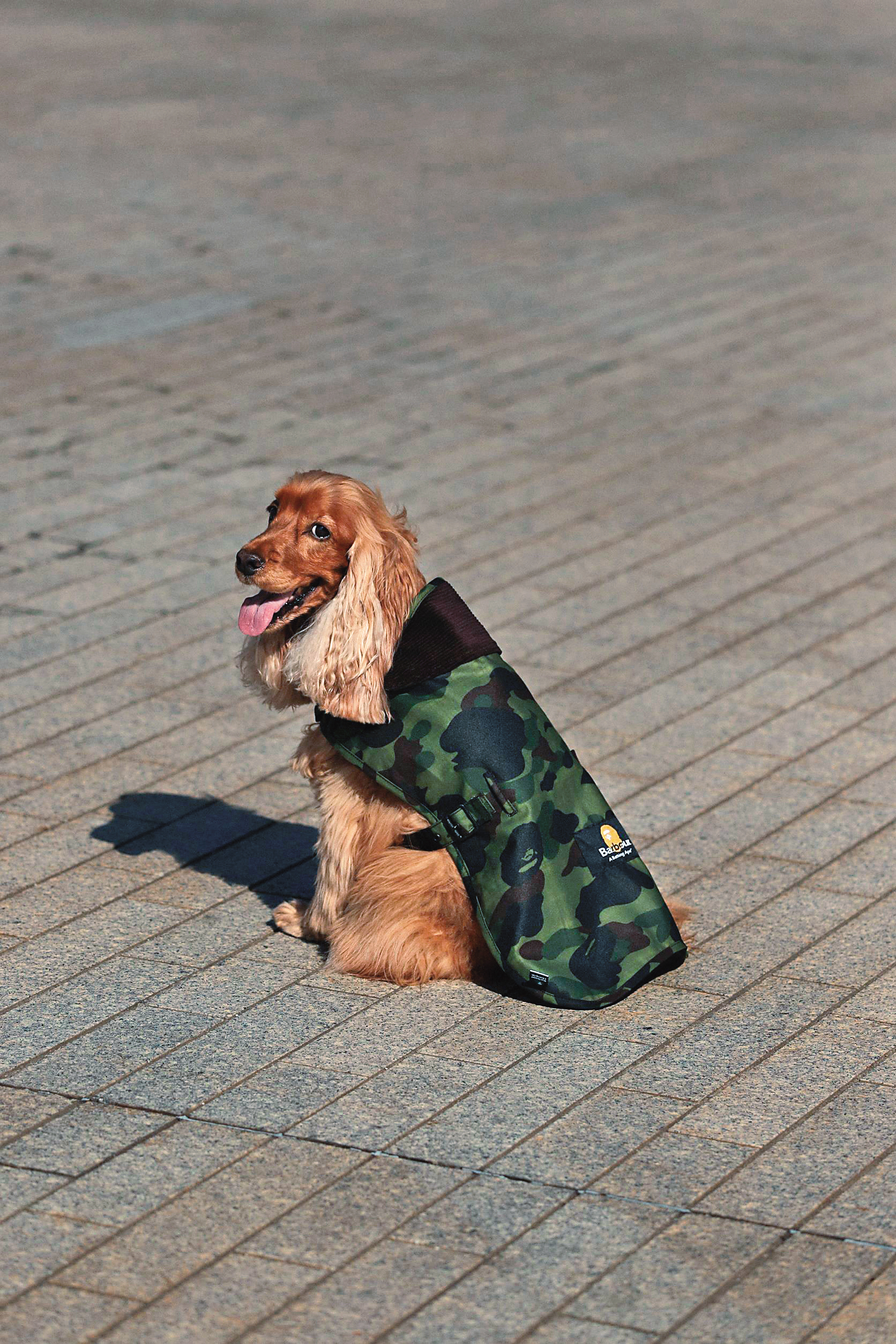 頸部以魔鬼氈黏扣固定的Barbour x BAPE膠囊系列Dog Coa。NT$3,800(台灣八木通商提供)