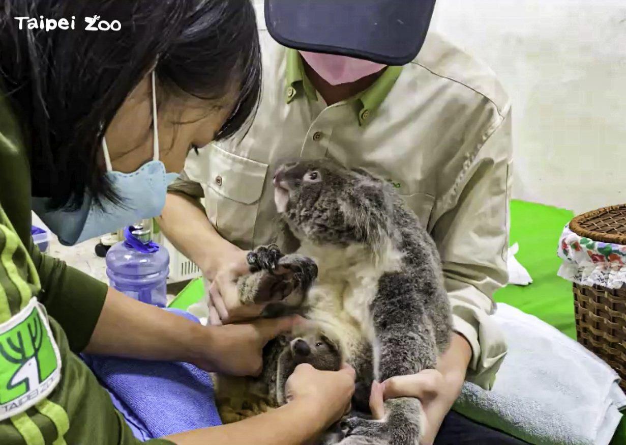 台北市立動物園的雌性無尾熊「Grace」近日被診斷出急性白血病,園方決定將其安樂死。(台北市立動物園提供)