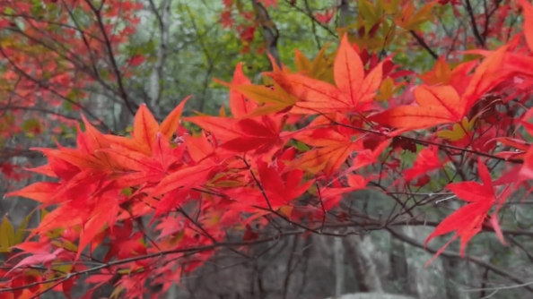 武陵農場、奧萬大到阿里山等地，楓葉都逐漸由綠轉黃變紅。
