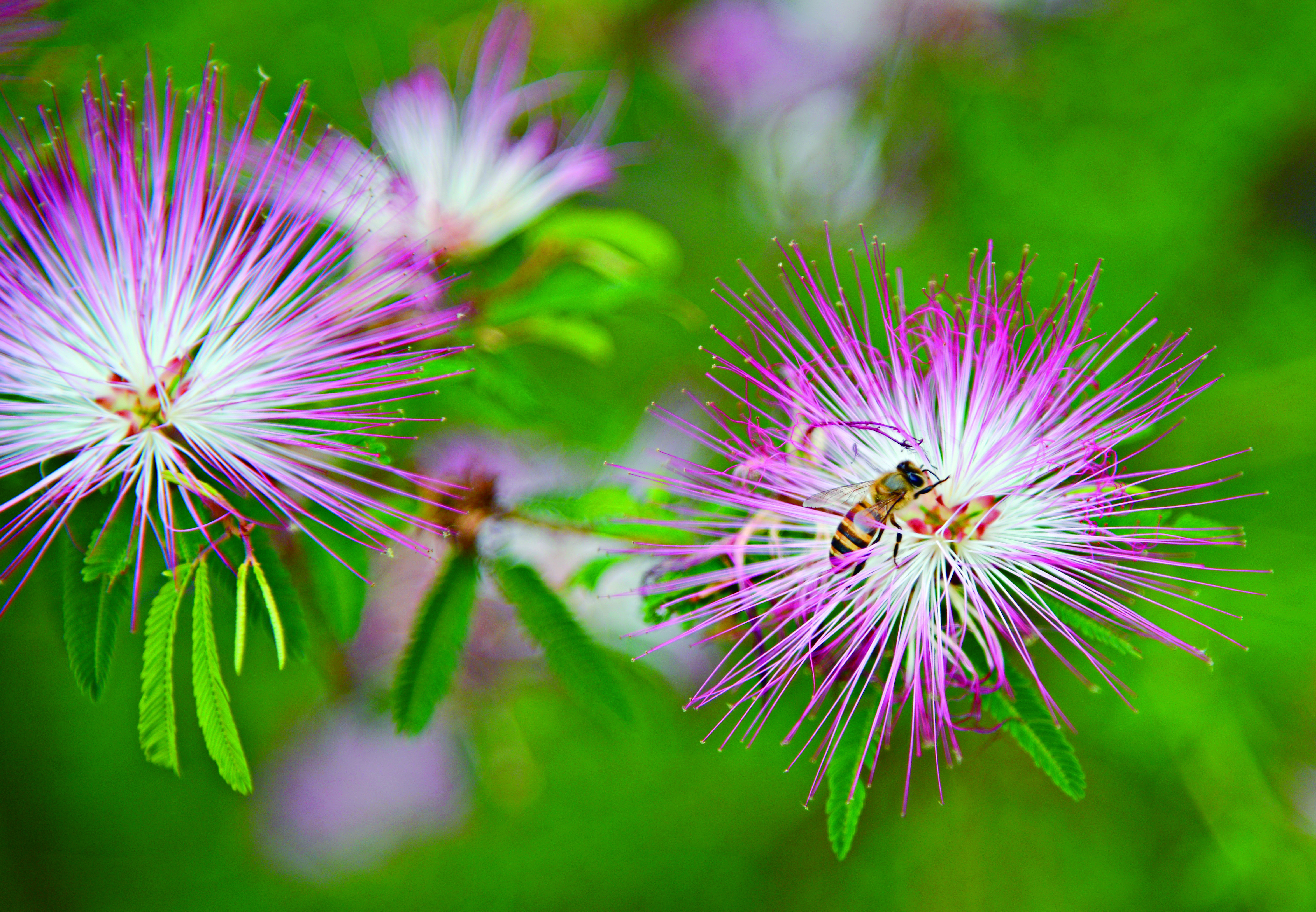 除了櫻花、油桐花、黃鐘花樹之外，營區內也種植芭蕉、木瓜、百香果、酪梨等果樹，歡迎露營客採果品嚐。