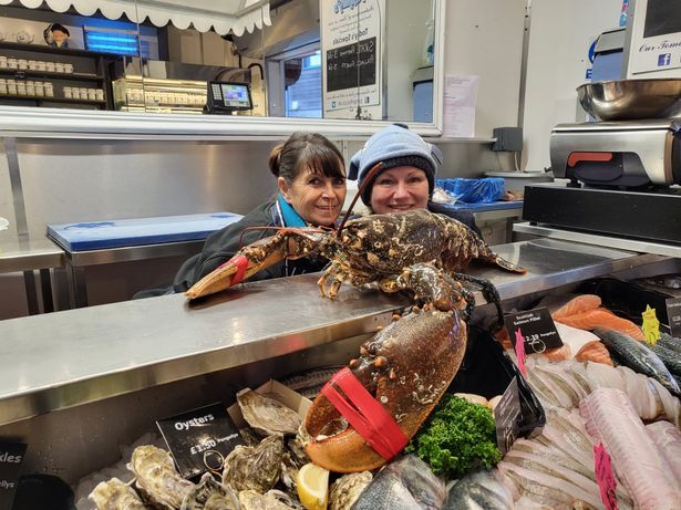 英國一間魚市場中，捕獲了一尾存活半世紀的巨大龍蝦。（翻攝Pengelly's Fishmongers臉書）