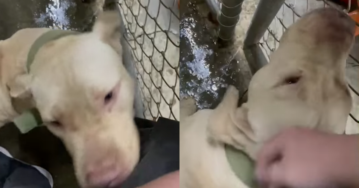 日前咬死屏東3歲男童的比特犬,恐面臨安樂死命運。(翻攝自台灣動物保護行政監督聯盟臉書)