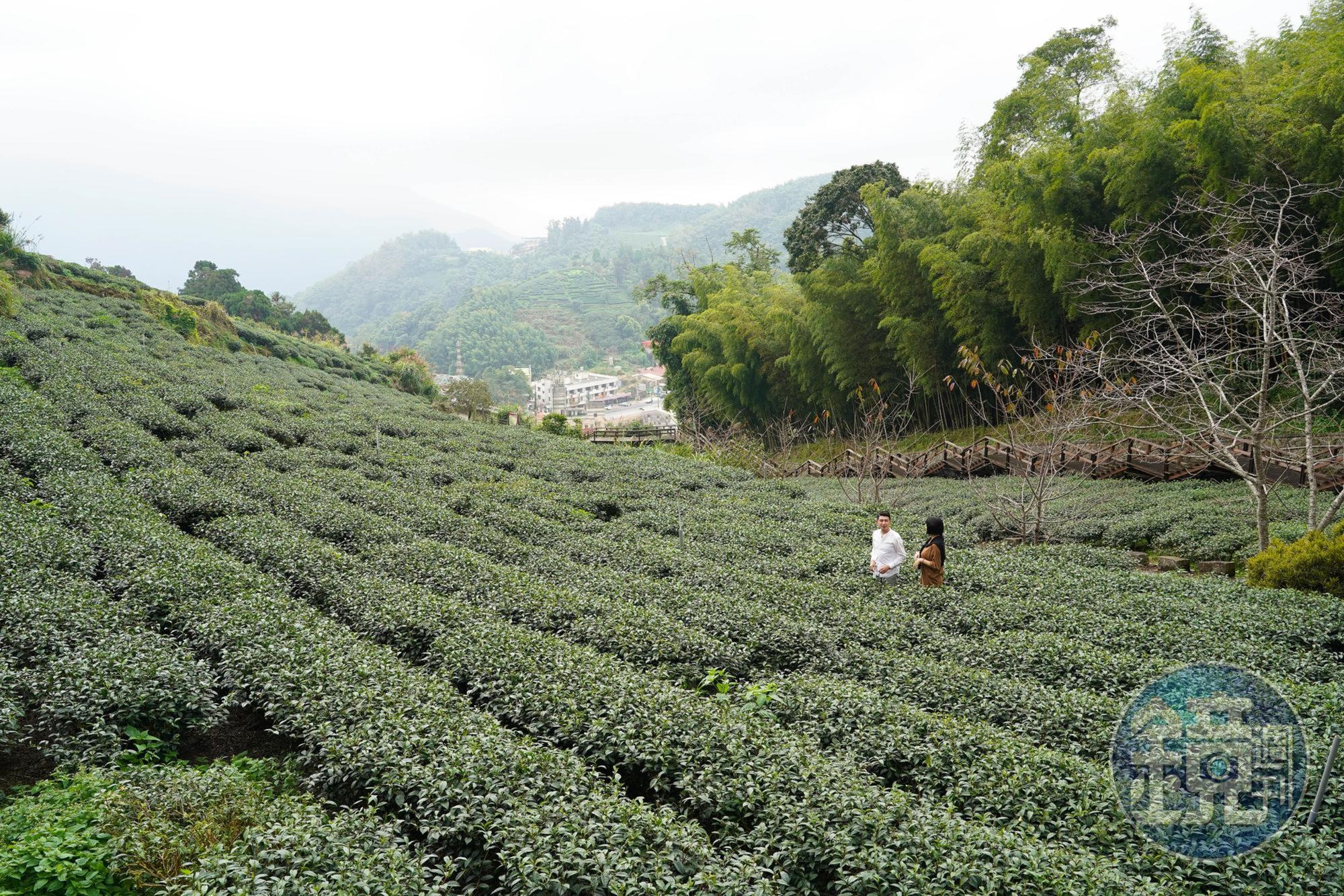 除了品茶，甘澍也有客製茶旅，除了學習茶文化，更是與大自然的對談。
