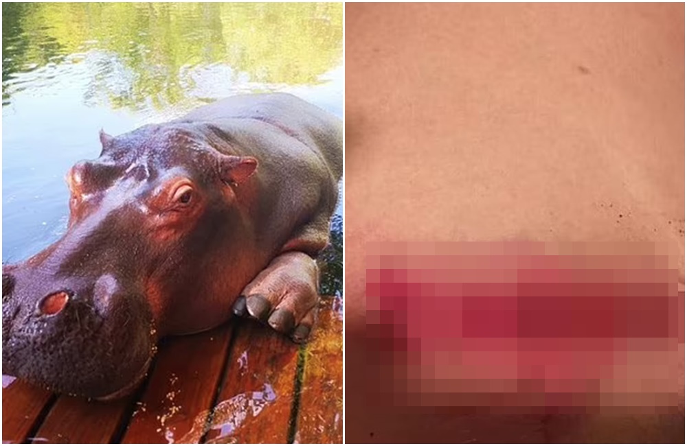 南非一對表姊妹看河馬時，卻被河馬瘋狂撕咬。（翻攝推特）