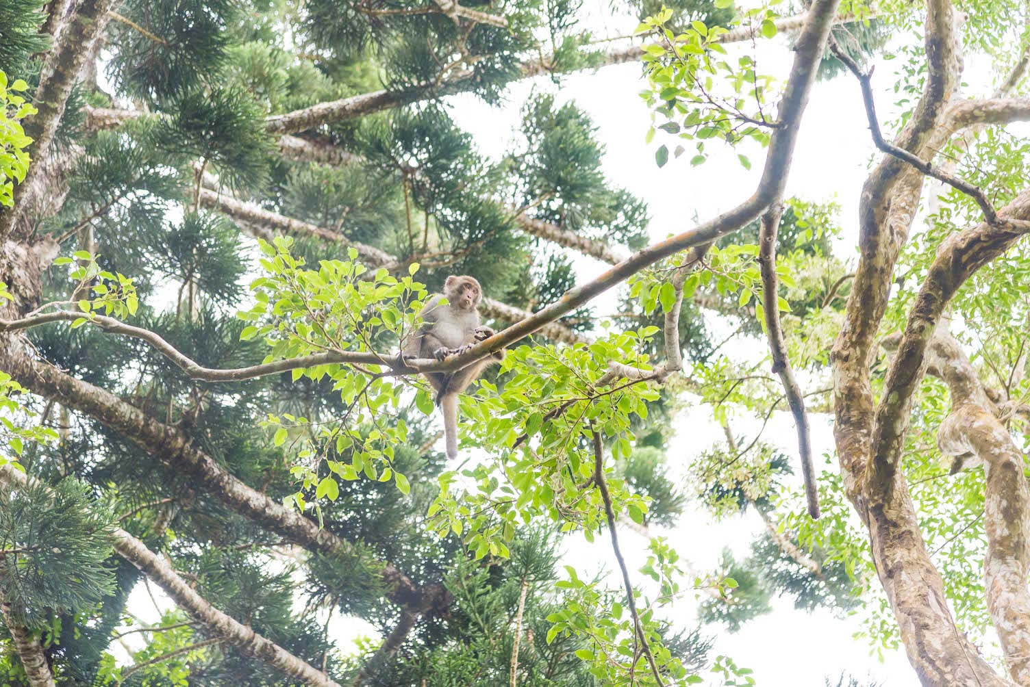 獼猴在飯店周遭樹林隨處可見。（華泰瑞苑提供）