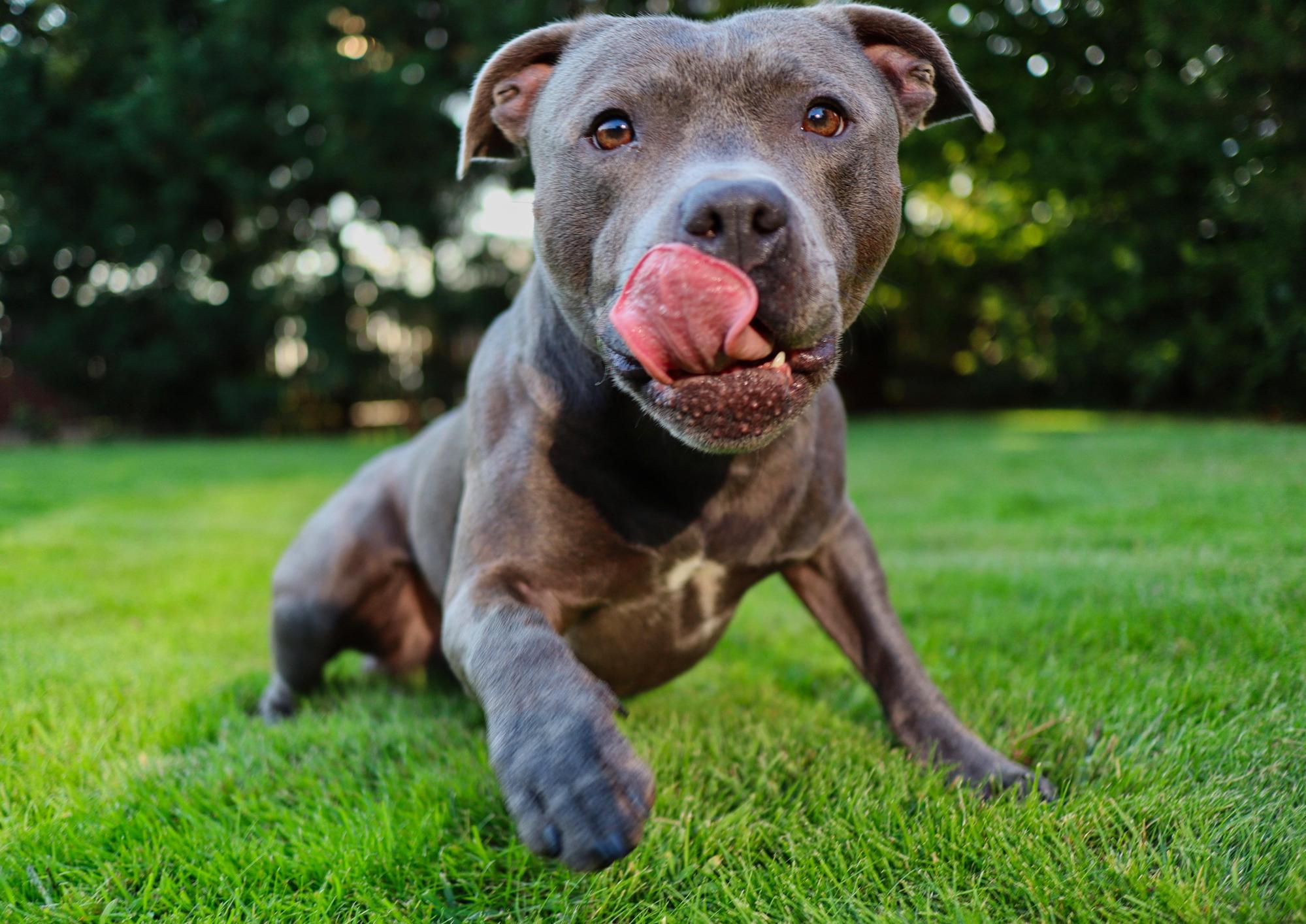 屏東一位吳姓飼主飼養的比特犬，遭行車輾斃傷重不治。（示意圖，翻攝Pexels）
