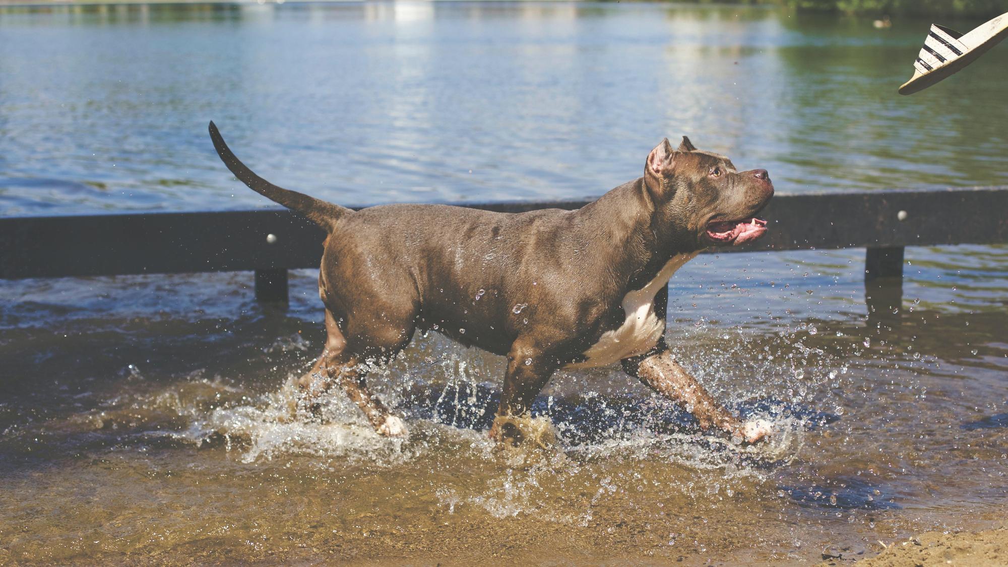 比特犬生性凶猛，售價也十分高昂。（示意圖，翻攝Pexels）
